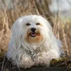 The Havanese Dog Breed
