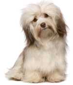 Havanese