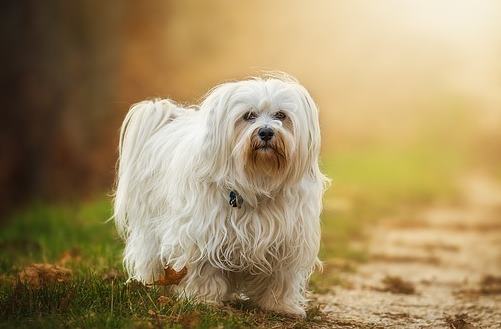 The Havanese Dog Breed