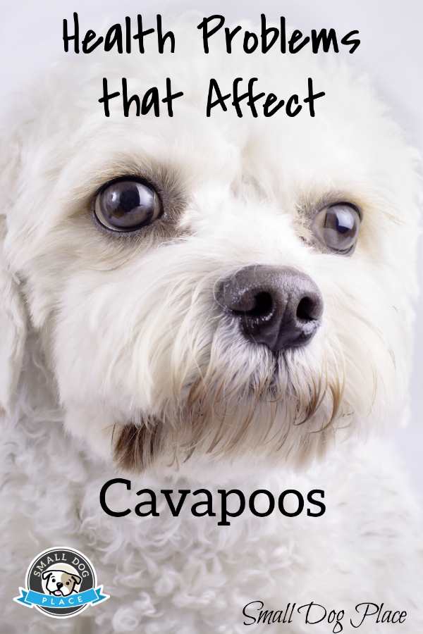 Health Problems that Affect Cavapoos The face of a white cavapoo dog, pin image