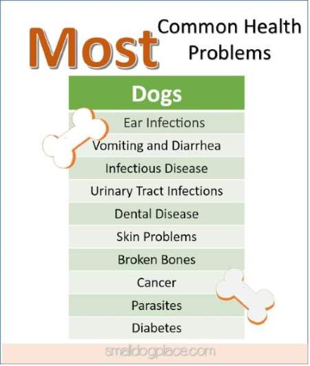 Pet Health Tips:  Common Problems in Dogs