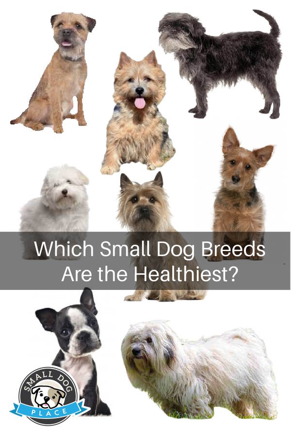 Healthiest Small Dog Breeds Pin Image