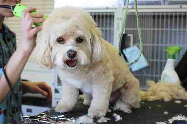 A white dog is being groomed at a professional grooming facility.