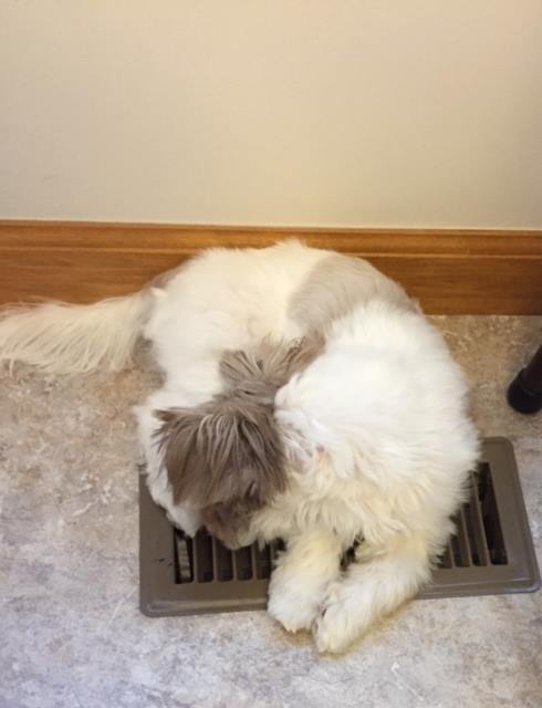 A Shih Tzu is sleeping on a heat register