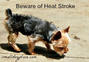 Heat Stroke in Small Dogs
