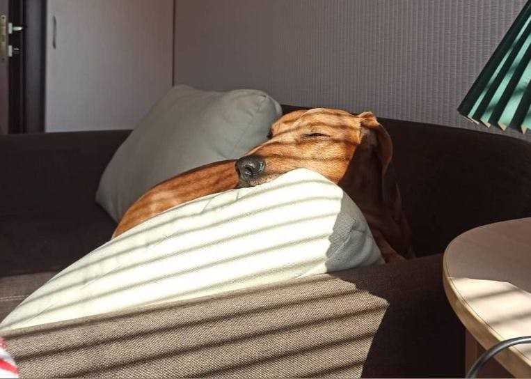 A Dachshund is sleeping covered up in a bed