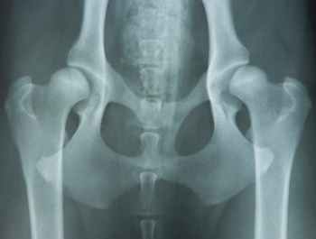 Hip Dysplasia in Small Breed Dogs