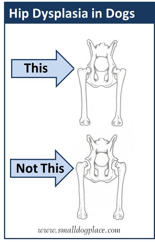 Hip Dysplasia in Small Breed Dogs