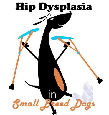 Hip Dysplasia in Small Dogs Header Image Hip Dysplasia in Small Breed Dogs