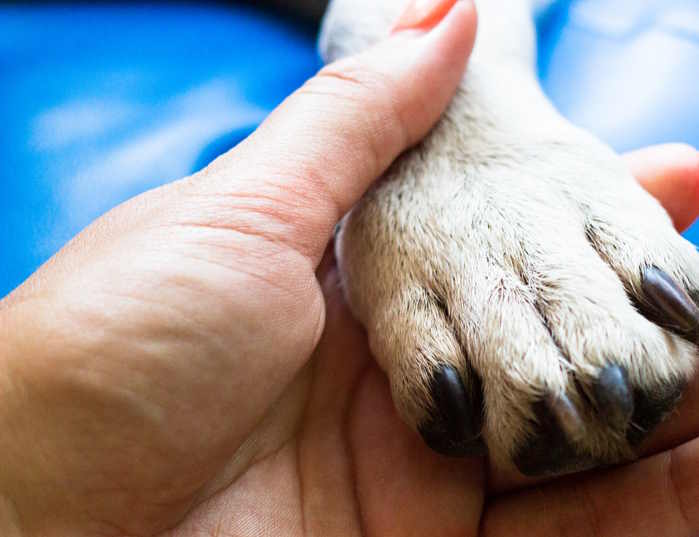 A person is holding a dog's paw