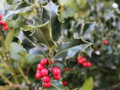 English Holly English Holly