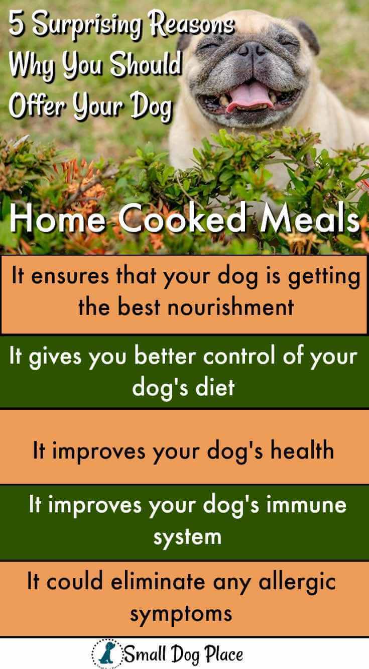 5 surprising reasons why you should offer your dog a home cooked meal