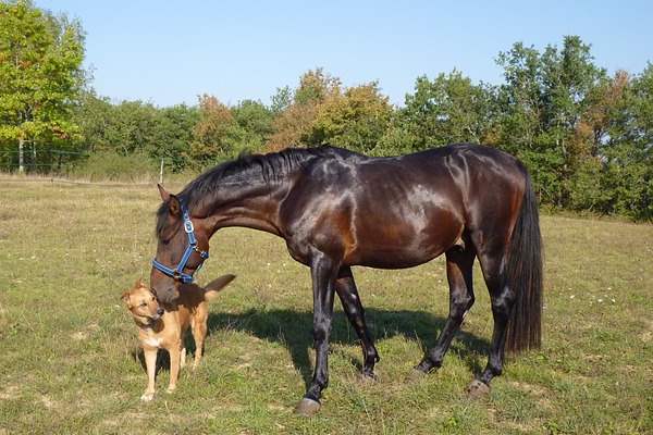 dog eating horse poop