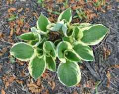 Hosta Hosta