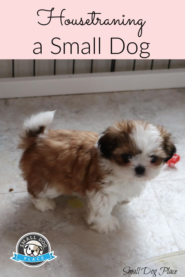 Housebreaking a small puppy