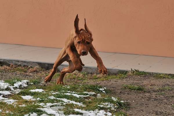 Hungarian Vizsla