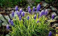Hyacinth Hyacinth