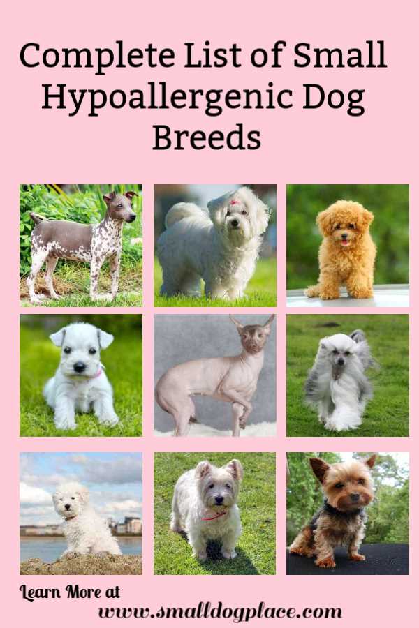 hypoallergenic tiny dogs