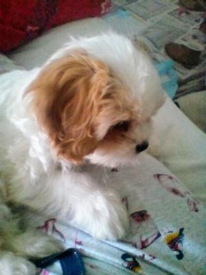 cavachon cresswell puppy ms need help briton great