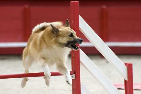 The Icelandic Sheepdog makes an excellent Agility Dog.