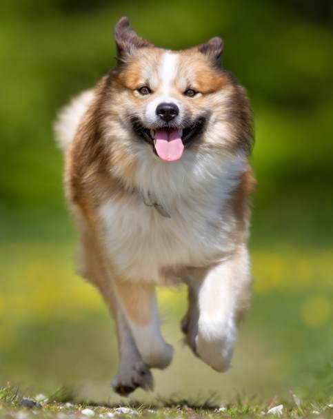 The Icelandic Sheepdog