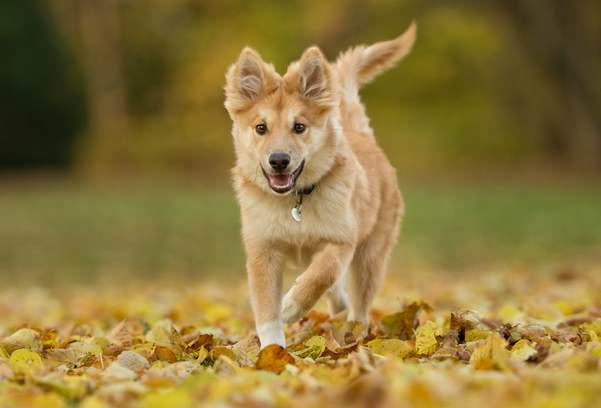 The Icelandic Sheepdog, also known as the Viking Dog