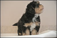 Yorkie Puppy turning his head.