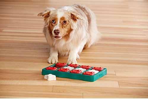 Dog Puzzles Make Good Brain Games for Dogs