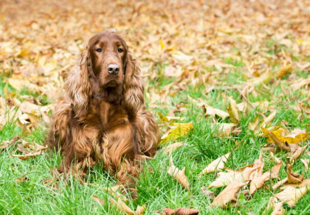 An adult Irish Setter is resting in a grassy area filled with Autumn leaves