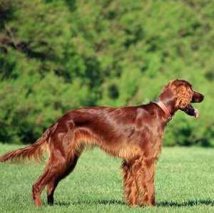 Irish Setter