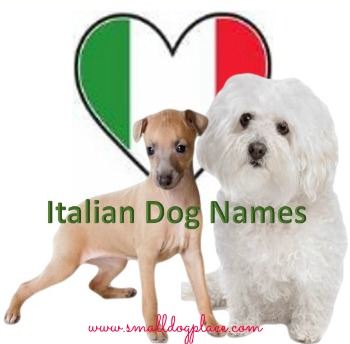 Italian Dog Names Italian Dog Names