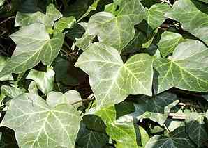 Ivy Ivy