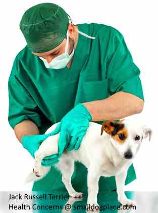 Health Concerns of the Jack Russell Terrier