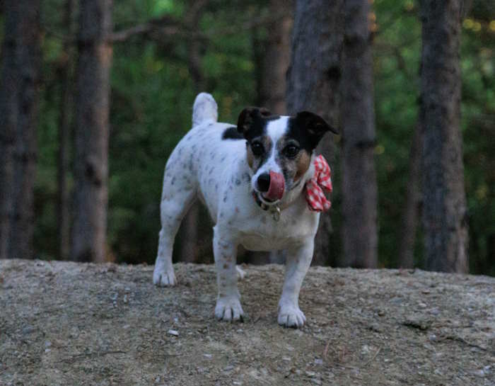 Jack Russell, Milo is standing, looking at the camera