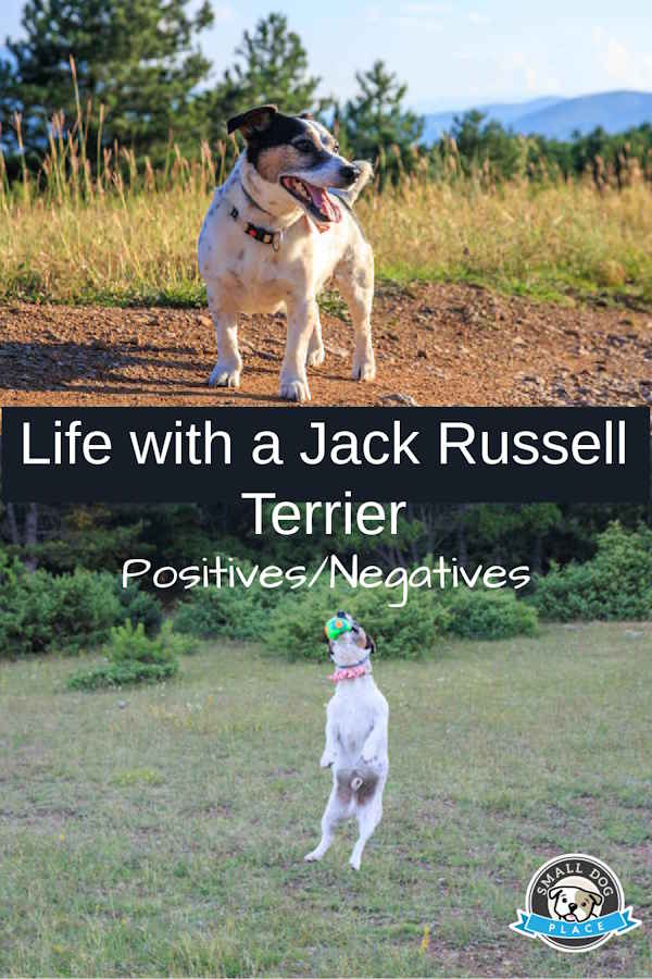 Life with Jack Russell Terriers Pin Image