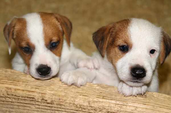 Female Puppy Names Beginning With K - 8f4ca934d18c185c9fe90312d3baaa63.jpg 640×1,136 pixels ... : Deciding on names for female dogs often isn't an easy thing to do and can cause lots of debate in the family.