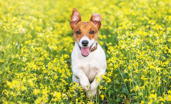 low shedding short haired dogs