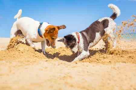 Two dogs are digging in the sand.