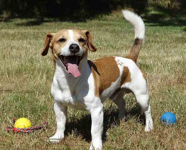 A Jack Russell Terrier is standing in the grass with a couple of balls