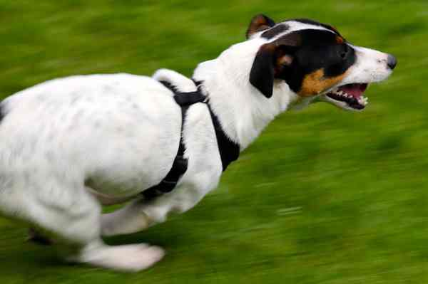 Jack Russell Terrier Jack Russell Terrier
