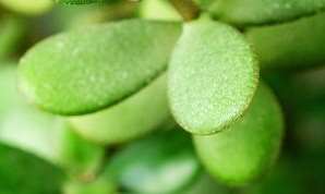 Jade Plant Jade Plant