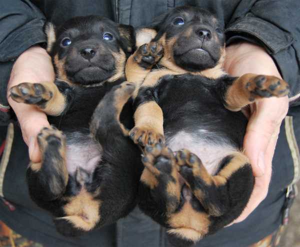 Deutscher Jagdterrier Puppies