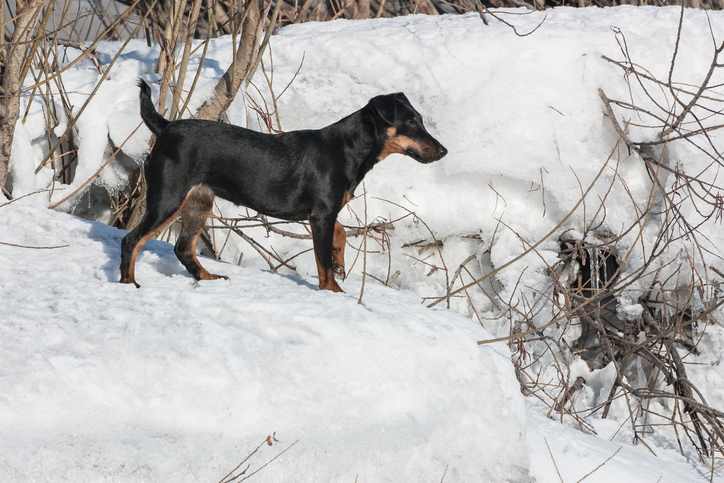 The Jagdterrier can have a wiry coat or a short smooth coat.