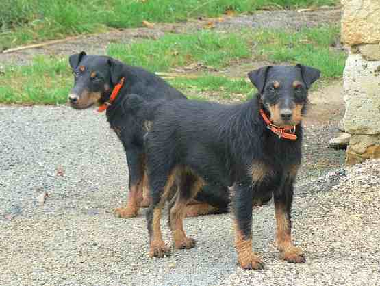 Jagdterrier or German Hunting Terrier