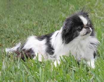 The Japanese Chin The Japanese Chin
