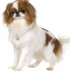 Japanese Chin, similar small breed dog