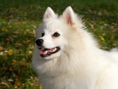 Japanese Spitz Dog Breed Information And Pictures Japanese Spitz Dog Breed Information And Pictures