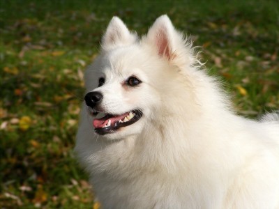 Japanese Spitz Dog Breed Information And Pictures