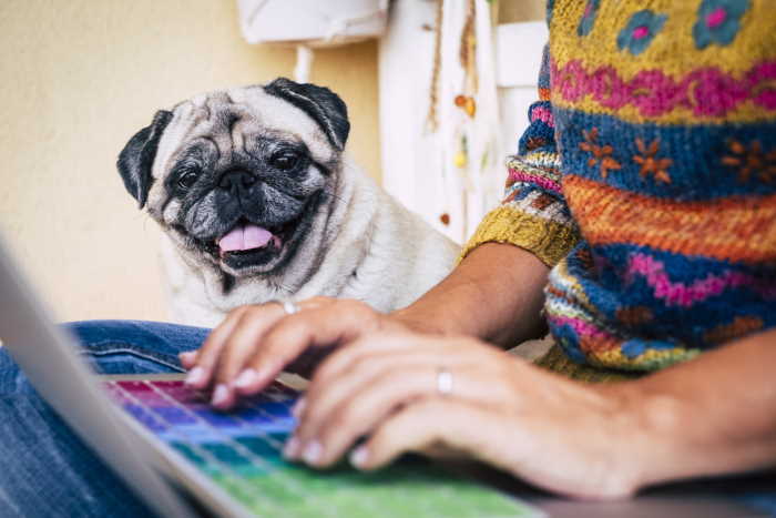 A person typing on a laptop near a pug