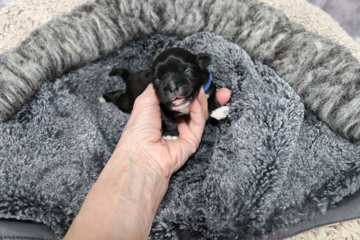 One day old puppy